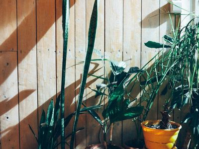 Green bamboo plant in a stylish yoga studio corner.
